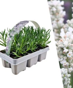 6 pack Lavendel angustifolia white – Lavendel angustifolia weiß – 6 x Ø7 cm – ↕15 cm