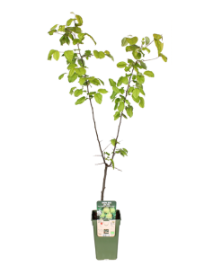 Birnenbaum – Pyrus Communis ‚Doyenne Du Comice‘ – Ø 19 cm – ↕ 60 cm