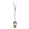 Apfelbaum – Malus Domestica Elstar – Ø19 cm – ↕60 cm