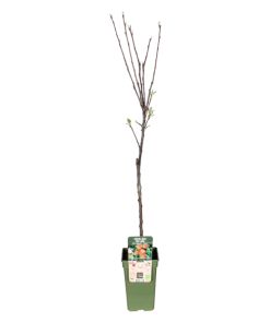 Apfelbaum – Malus Domestica Elstar – Ø19 cm – ↕60 cm