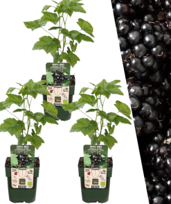 3 x Brombeerenpflanzen BIO – Ø 13 cm – ↨ 20 cm