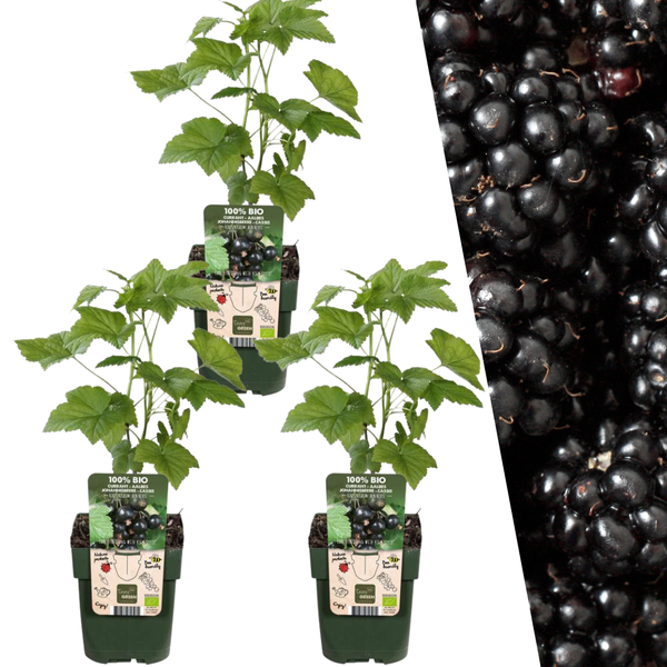 3 x Brombeerenpflanzen BIO – Ø 13 cm – ↨ 20 cm