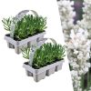 2 x 6 pack Lavendel angustifolia white – Lavendel Angustifolia Weiß – 12 x Ø7 cm – ↕15 cm