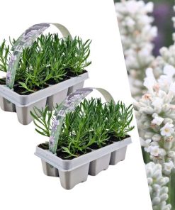 2 x 6 pack Lavendel angustifolia white – Lavendel Angustifolia Weiß – 12 x Ø7 cm – ↕15 cm