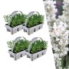 4 x 6 pack Lavendel angustifolia white – Lavendel angustifolia weiß – 24 Pflanzen, Ø7 cm – ↕15 cm