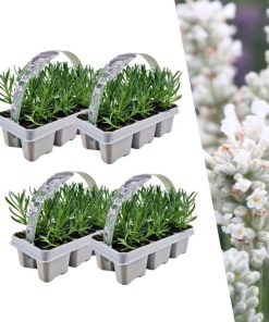 4 x 6 pack Lavendel angustifolia white – Lavendel angustifolia weiß – 24 Pflanzen, Ø7 cm – ↕15 cm