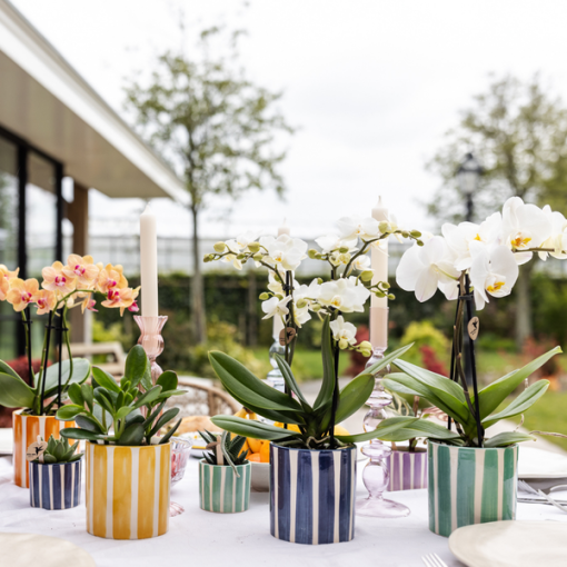 Kolibri Orchids | Weiße Phalaenopsis Orchidee Lausanne + Painted Stripe Ziertopf Türkis - Topfgröße Ø9 cm | Blühende Zimmerpflanze - Frisch vom Züchter – Bild 3