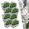 8 x 6 pack Lavendel angustifolia white – Lavendel angustifolia weiß – 48 x Ø7 cm – ↕15 cm