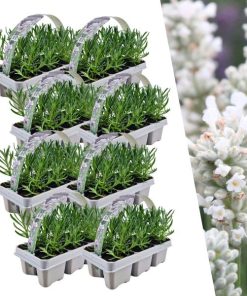 8 x 6 pack Lavendel angustifolia white – Lavendel angustifolia weiß – 48 x Ø7 cm – ↕15 cm