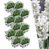 12 x 6 pack Lavendel angustifolia white – Lavendel angustifolia weiß – 72 x Ø7 cm – ↕15 cm