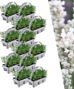 12 x 6 pack Lavendel angustifolia white – Lavendel angustifolia weiß – 72 x Ø7 cm – ↕15 cm