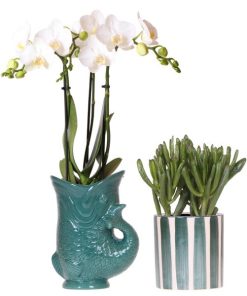 Kolibri Orchids | Set aus weißer Amabilis-Orchidee im grünen Fish-Topf und Sukkulente im grünen Painted Stripe-Topf – Topfgröße Ø 9cm | Blühende Zimmerpflanze – Frisch vom Züchter