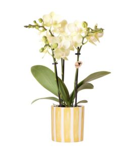 Kolibri Orchids | Gelbe Phalaenopsis Orchidee – Mexico + Painted Stripe Topf Gelb – Topfgröße Ø 9cm | Blühende Zimmerpflanze – Frisch vom Züchter