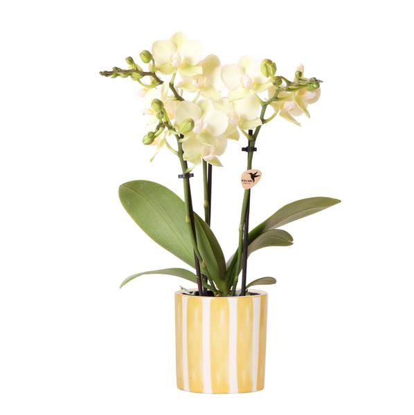 Kolibri Orchids | Gelbe Phalaenopsis Orchidee – Mexico + Painted Stripe Topf Gelb – Topfgröße Ø 9cm | Blühende Zimmerpflanze – Frisch vom Züchter