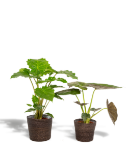 Alocasia Wentii – Ø19cm – ↕60cm + Alocasia Portodora – Ø19cm – ↕75cm + Korb Igmar