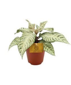 Aphelandra White Wash – 25cm – ø12