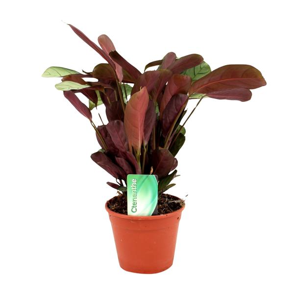 Ctenanthe Amagris Ø14cm – ↕14cm