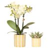 Kolibri Orchids | Set aus gelber Orchidee Mexico und Sukkulente im Painted Stripe Ziertopf – Topfgröße Ø9cm & Ø6cm | blühende Zimmerpflanze – frisch vom Züchter