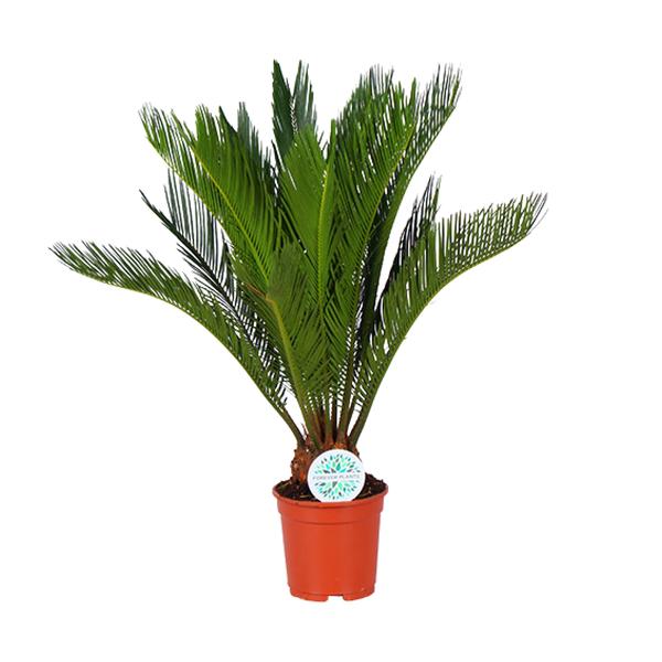 Cycas revoluta (Japanische Sagopalmfarn) – ↕ 70 cm – Ø 17 cm