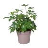 Schefflera arboricola (Strahlenaralie) – ↕ 45 cm – Ø 15 cm