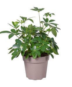 Schefflera arboricola (Strahlenaralie) – ↕ 45 cm – Ø 15 cm