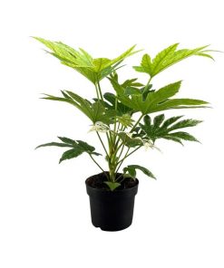 Fatsia japonica Spider Web (Japanische Aralie Spider Web) – ↕ 50 cm – Ø 17 cm