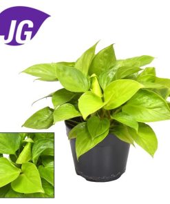 Homalomena Lemon Lime (Limonen-Homalomena) – ↕ 30 cm – Ø 15 cm