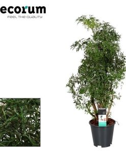 Polyscias hawaiiana Ming (Ming-Aralie) – ↕ 65 cm – Ø 17 cm