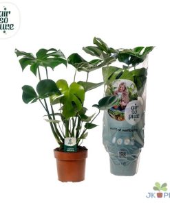 Monstera deliciosa (Fensterblatt) – ↕ 75 cm – Ø 21 cm