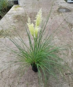 Cortaderia (Pampasgras) – ↕ 65 cm – Ø 15 cm