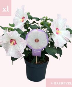 Hibiscus XXL Weiß – Ø 23 cm – ↕ 70 cm