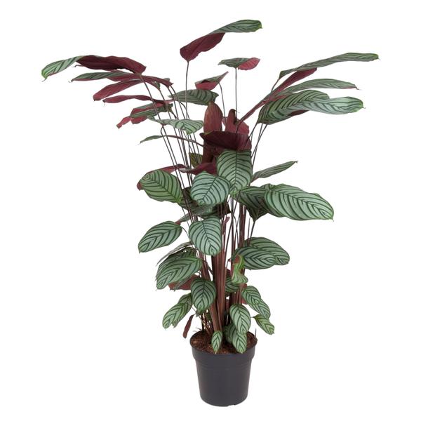 Calathea oppenheimiana (Korbmarante) – ↕ 140 cm – Ø 27 cm