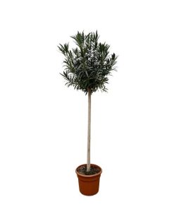 Nerium Oleander (Rosenlorbeer) auf Stamm mit roten Blüten – ↕ 170 cm – Ø 40 cm