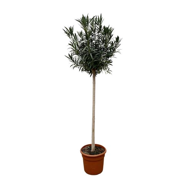 Nerium Oleander (Rosenlorbeer) auf Stamm mit weißen Blüten – ↕ 170 cm – Ø 40 cm