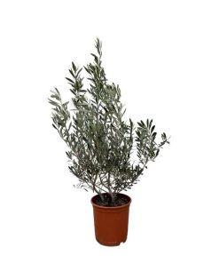 Olea Europaea (Olivenbaum) – ↕ 100 cm – Ø 25 cm