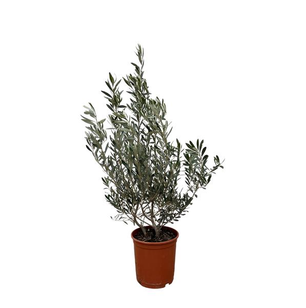 Olea Europaea (Olivenbaum) – ↕ 100 cm – Ø 25 cm