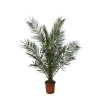 Phoenix Canariensis (Kanarische Dattelpalme) – Ø 25 cm – ↕ 180 cm