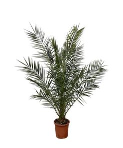 Phoenix Canariensis (Kanarische Dattelpalme) – Ø 25 cm – ↕ 180 cm