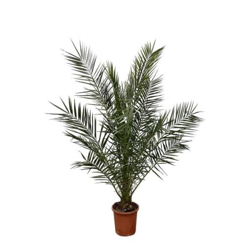 Phoenix Canariensis (Kanarische Dattelpalme) - Ø 25 cm - ↕ 180 cm