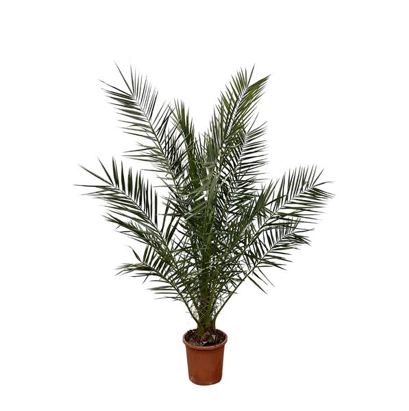 Phoenix Canariensis (Kanarische Dattelpalme) – Ø 25 cm – ↕ 180 cm