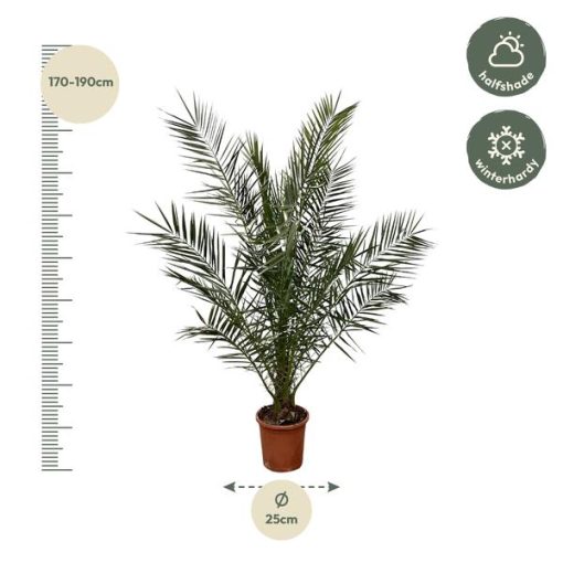 Phoenix Canariensis (Kanarische Dattelpalme) - Ø 25 cm - ↕ 180 cm – Bild 2