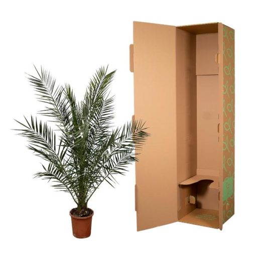 Phoenix Canariensis (Kanarische Dattelpalme) - Ø 25 cm - ↕ 180 cm – Bild 3