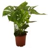 Philodendron-monstera Pertusem (Fensterblatt) – Ø 21 cm – ↕ 90 cm