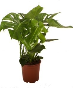 Philodendron-monstera Pertusem (Fensterblatt) – Ø 21 cm – ↕ 90 cm