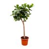 Ficus lyrata (Geigenfeige) Baum XXXL – ↕ 230 cm – Ø 42 cm