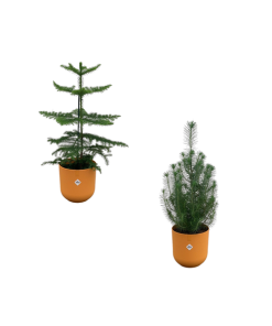 Geschenkpaket – Araucaria (Zimmer-Tanne) + Pinus pinea (Italienische Steinkiefer) inklusive Elho Jazz Round Amber Yellow (Bernsteingelb) – ↕ 50-60 cm – Ø 19 cm