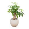 Pachira aquatica (Glückskastanie) Bonsai – ↕ 130 cm – Ø 40 cm