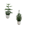 Weihnachtspaket – Araucaria (Zimmeraraucaria) + Pinus pinea (Italienische Steinkiefer) inklusive Elho Jazz Round Weiß – ↕ 50-60 cm – Ø 19 cm