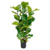 Ficus lyrata (Geigenfeige) Strauch – ↕ 160 cm – Ø 30 cm