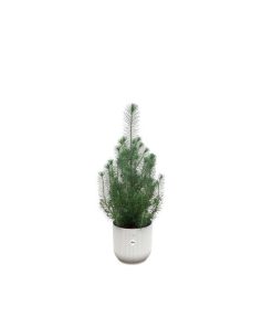 Kombipaket – Pinus pinea (Italienische Steinkiefer) inklusive Elho Vibes Fold Round Weiß – ↕ 50 cm – Ø 18 cm